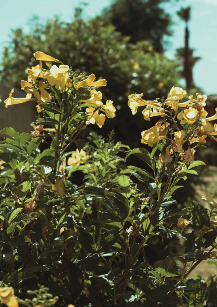 KL02142-The-Valley-Gardens-Brochure-v18-7